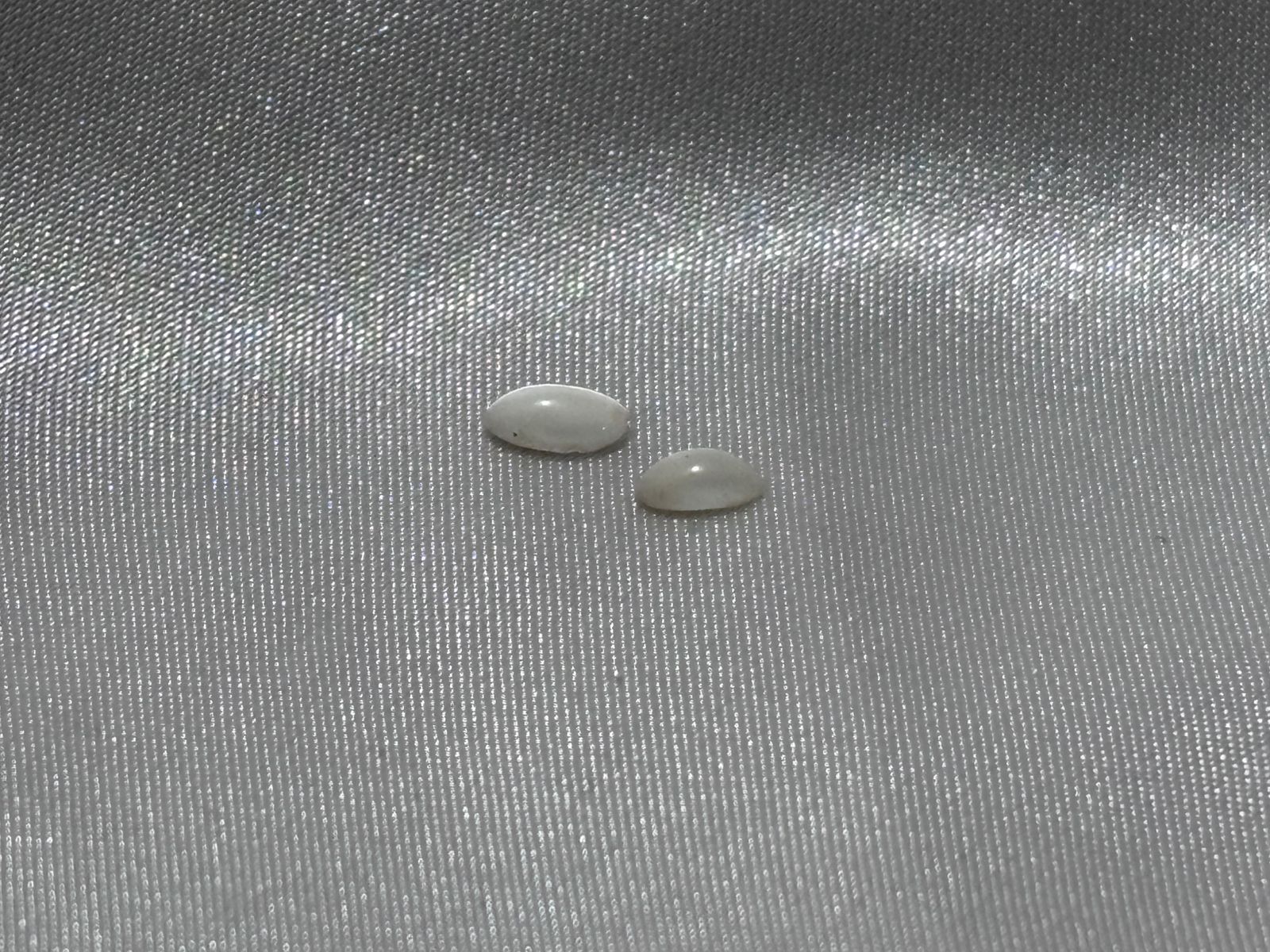 Agata Blanca