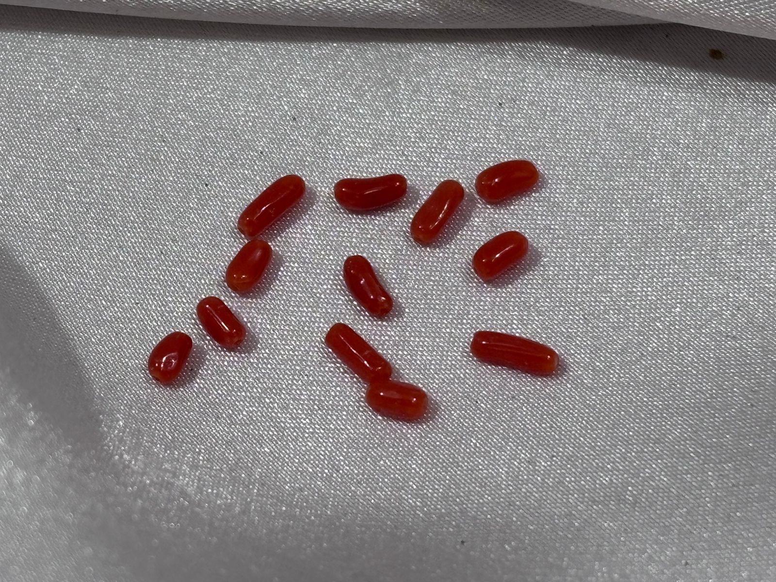 Coral Rojo Ramas